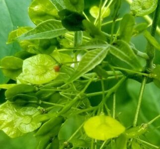 The Role of Native Plants in a Backyard Habitat: Hop Tree (Ptelea Trifoliate) and the Giant Swallowtail Image